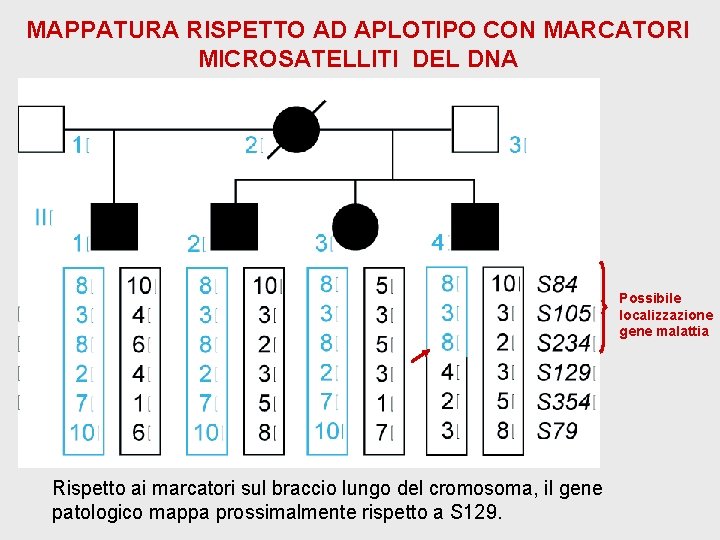 MAPPATURA RISPETTO AD APLOTIPO CON MARCATORI MICROSATELLITI DEL DNA Possibile localizzazione gene malattia Rispetto MAPPATURA RISPETTO AD APLOTIPO CON MARCATORI MICROSATELLITI DEL DNA Possibile localizzazione gene malattia Rispetto