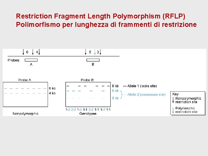 Restriction Fragment Length Polymorphism (RFLP) Polimorfismo per lunghezza di frammenti di restrizione Restriction Fragment Length Polymorphism (RFLP) Polimorfismo per lunghezza di frammenti di restrizione