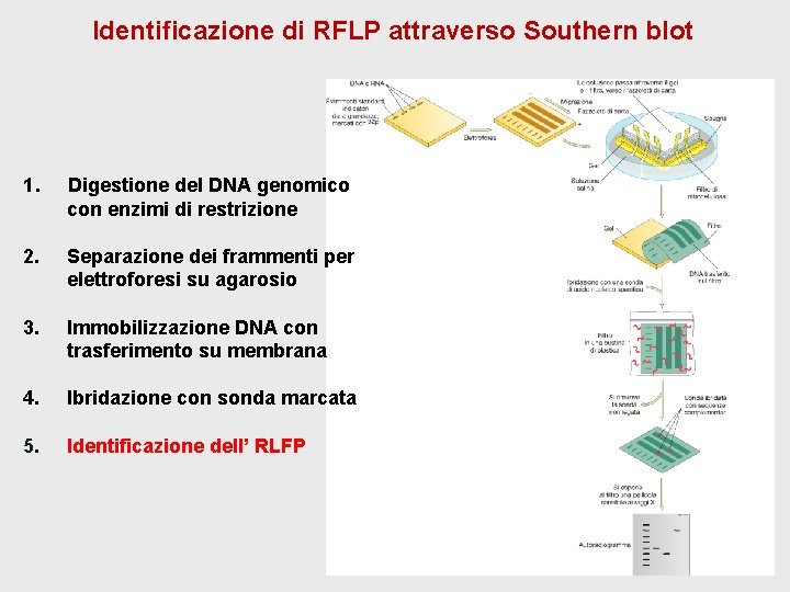 Identificazione di RFLP attraverso Southern blot 1. Digestione del DNA genomico con enzimi di Identificazione di RFLP attraverso Southern blot 1. Digestione del DNA genomico con enzimi di