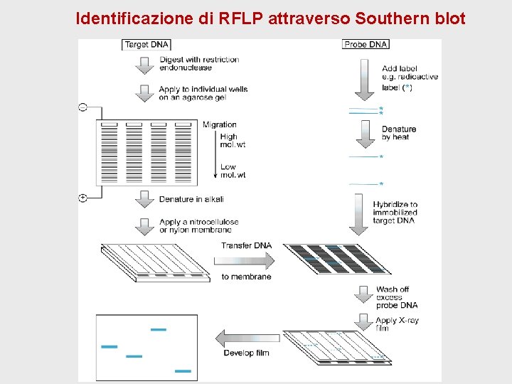 Identificazione di RFLP attraverso Southern blot Identificazione di RFLP attraverso Southern blot