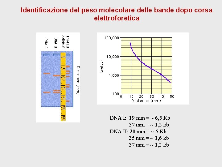 Identificazione del peso molecolare delle bande dopo corsa elettroforetica DNA I: 19 mm = Identificazione del peso molecolare delle bande dopo corsa elettroforetica DNA I: 19 mm =