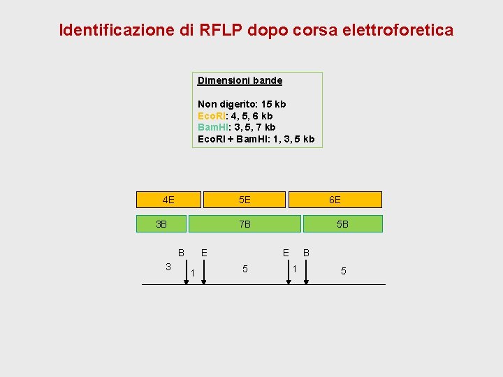 Identificazione di RFLP dopo corsa elettroforetica Dimensioni bande Non digerito: 15 kb Eco. RI: Identificazione di RFLP dopo corsa elettroforetica Dimensioni bande Non digerito: 15 kb Eco. RI: