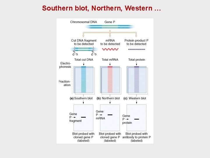 Southern blot, Northern, Western … Southern blot, Northern, Western …