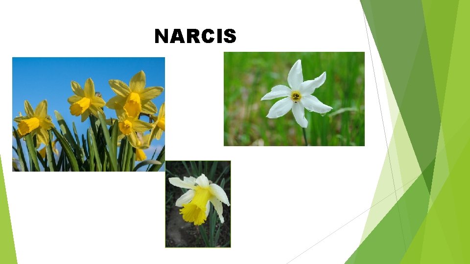 NARCIS 