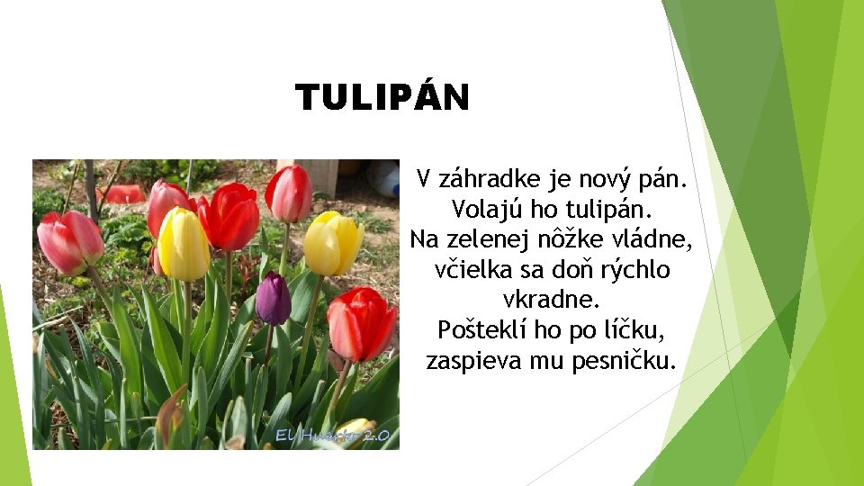 TULIPÁN V záhradke je nový pán. Volajú ho tulipán. Na zelenej nôžke vládne, včielka