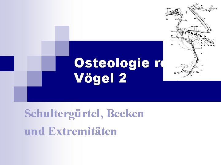 Osteologie rezenter Vögel 2 Schultergürtel, Becken und Extremitäten 