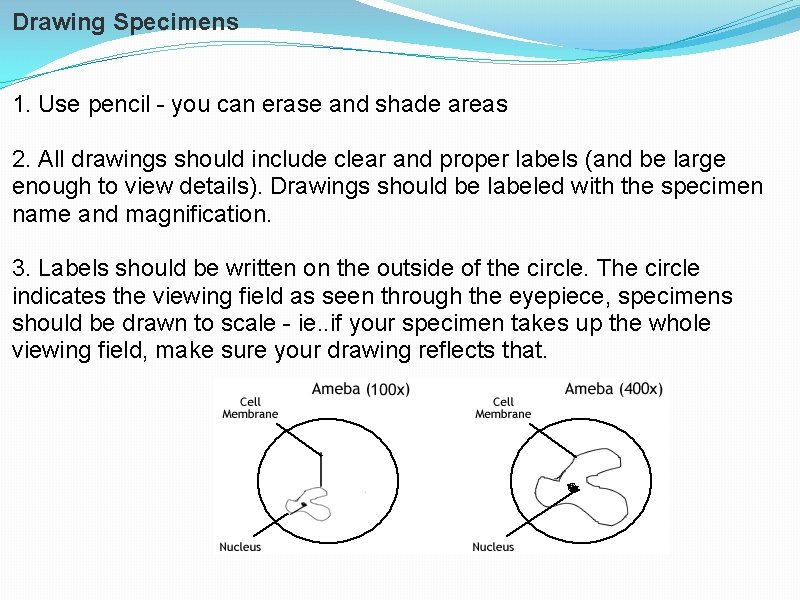 Drawing Specimens 1. Use pencil - you can erase and shade areas 2. All