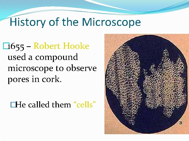 History of the Microscope � 1655 – Robert Hooke used a compound microscope to