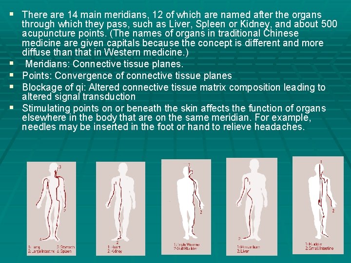 § There are 14 main meridians, 12 of which are named after the organs