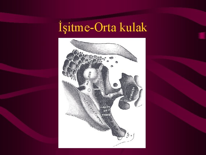 İşitme-Orta kulak 