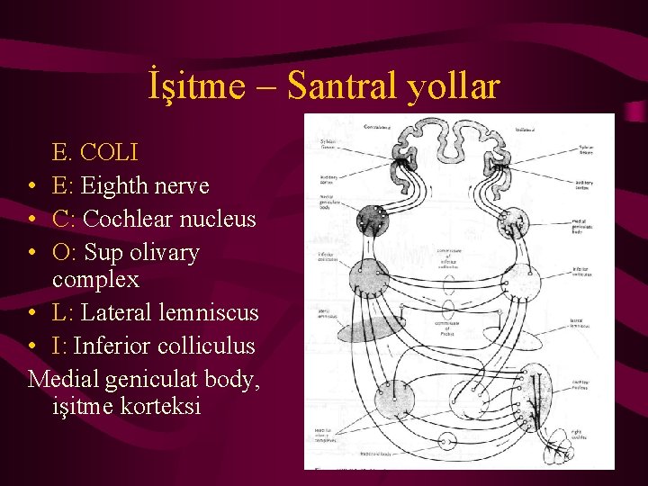 İşitme – Santral yollar E. COLI • E: Eighth nerve • C: Cochlear nucleus