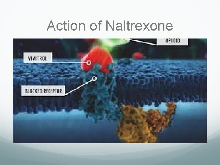 Action of Naltrexone 