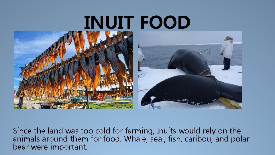 INUIT FOOD Since the land was too cold for farming, Inuits would rely on