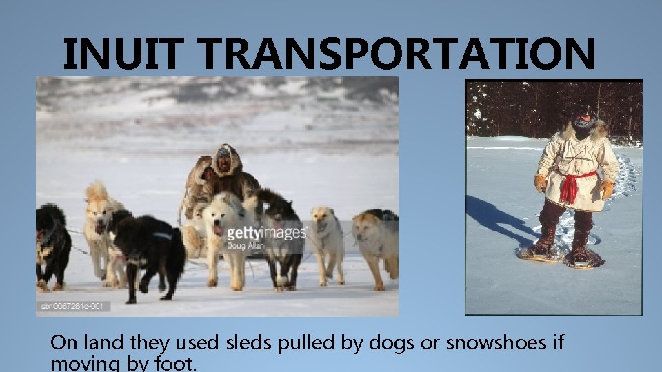 INUIT TRANSPORTATION On land they used sleds pulled by dogs or snowshoes if moving