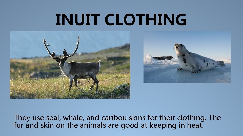 INUIT CLOTHING They use seal, whale, and caribou skins for their clothing. The fur