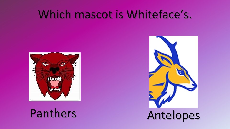 Which mascot is Whiteface’s. Panthers Antelopes 