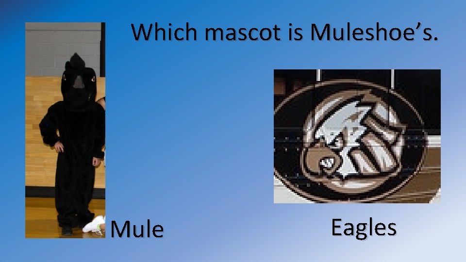 Which mascot is Muleshoe’s. Mule Eagles 
