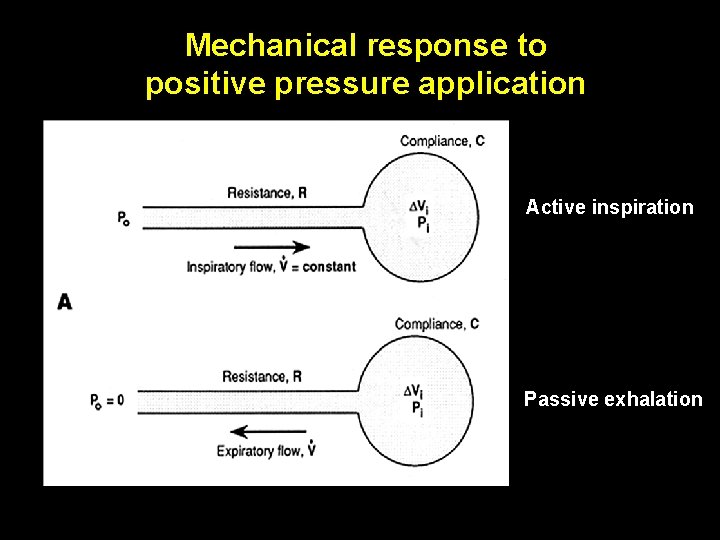 Mechanical response to positive pressure application Active inspiration Passive exhalation 