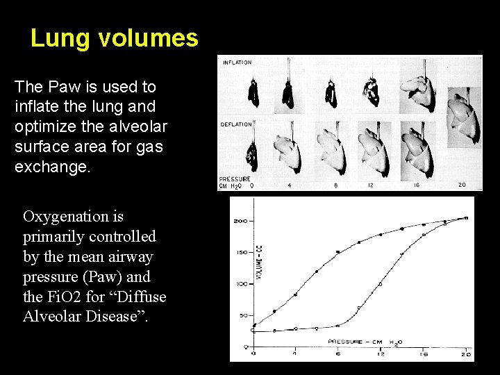 Lung volumes The Paw is used to inflate the lung and optimize the alveolar