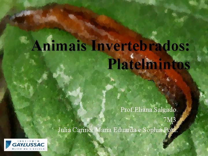 Animais Invertebrados: Platelmintos Prof: Eliana Salgado 7 M 3 Julia Carino, Maria Eduarda e