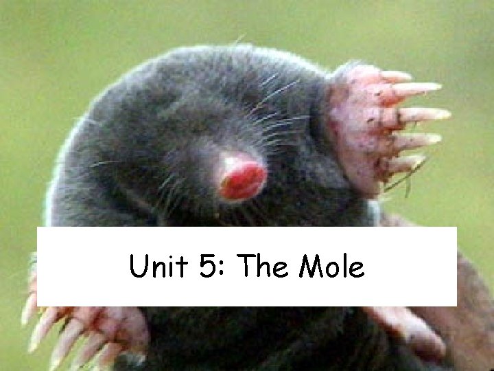 Unit 5: The Mole 