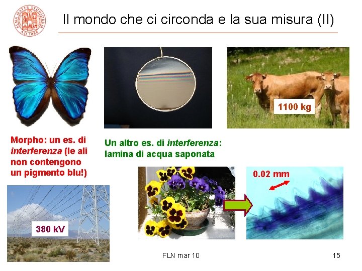 Il mondo che ci circonda e la sua misura (II) 1100 kg Morpho: un