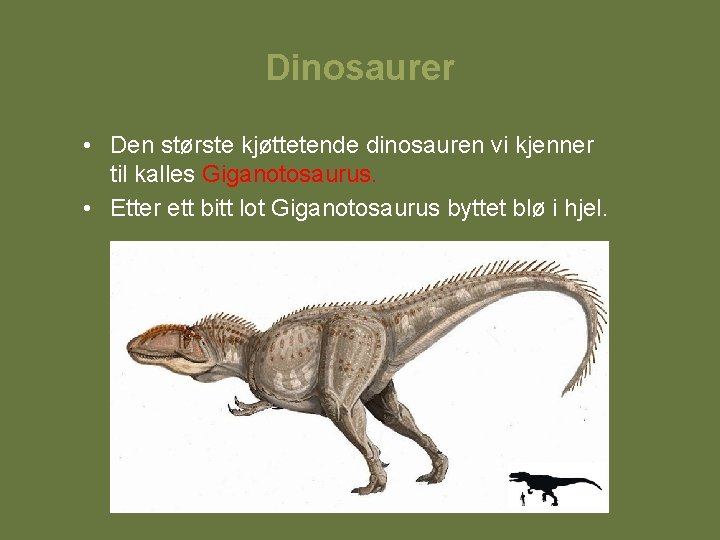 Dinosaurer • Den største kjøttetende dinosauren vi kjenner til kalles Giganotosaurus. • Etter ett