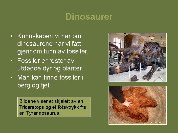 Dinosaurer • Kunnskapen vi har om dinosaurene har vi fått gjennom funn av fossiler.