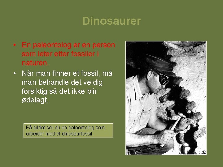 Dinosaurer • En paleontolog er en person som leter etter fossiler i naturen. •