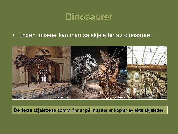 Dinosaurer • I noen museer kan man se skjeletter av dinosaurer. Foto: Michael Gray