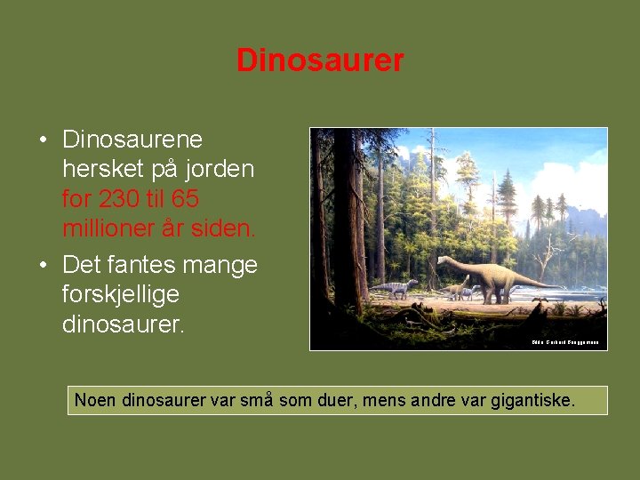 Dinosaurer • Dinosaurene hersket på jorden for 230 til 65 millioner år siden. • Dinosaurer • Dinosaurene hersket på jorden for 230 til 65 millioner år siden. •