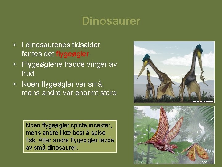 Dinosaurer • I dinosaurenes tidsalder fantes det flygeøgler. • Flygeøglene hadde vinger av hud.