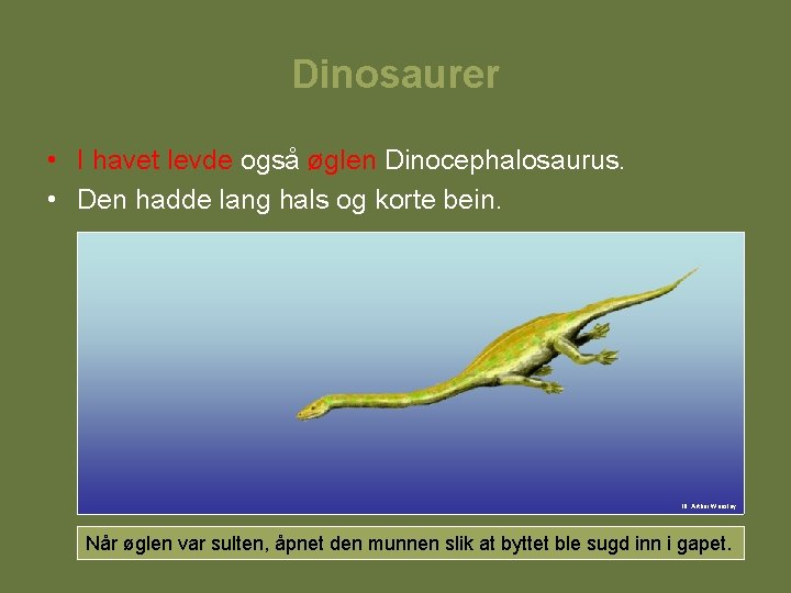 Dinosaurer • I havet levde også øglen Dinocephalosaurus. • Den hadde lang hals og