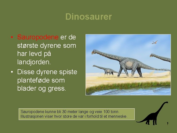 Dinosaurer • Sauropodene er de største dyrene som har levd på landjorden. • Disse