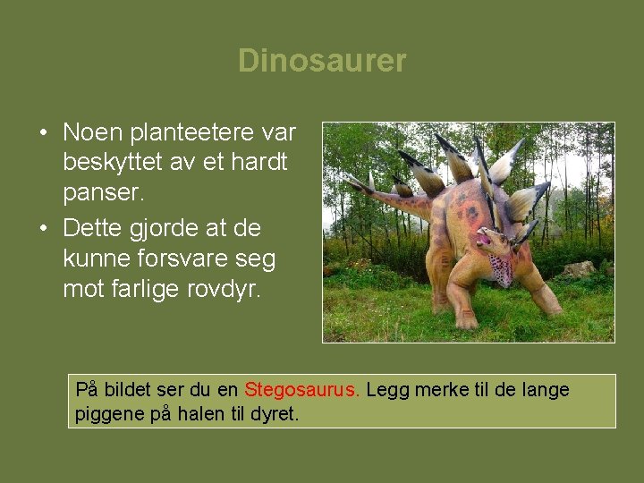 Dinosaurer • Noen planteetere var beskyttet av et hardt panser. • Dette gjorde at