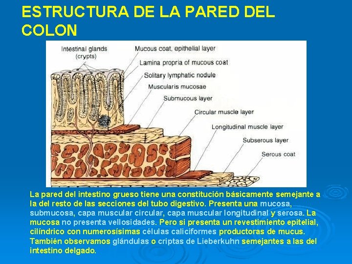 ESTRUCTURA DE LA PARED DEL COLON La pared del intestino grueso tiene una constitución