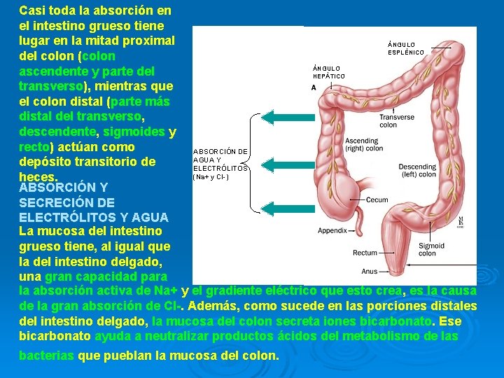 Casi toda la absorción en el intestino grueso tiene lugar en la mitad proximal