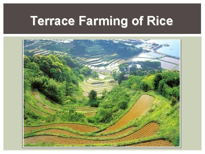 Terrace Farming of Rice Terrace Farming of Rice