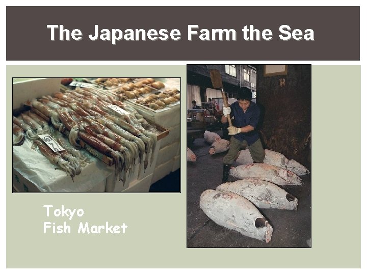 The Japanese Farm the Sea Tokyo Fish Market The Japanese Farm the Sea Tokyo Fish Market