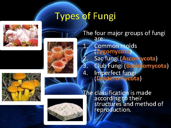 Types of Fungi The four major groups of fungi are: 1. Common molds (Zygomycota)