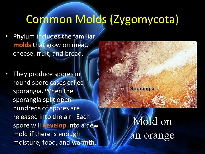 Common Molds (Zygomycota) • Phylum includes the familiar molds that grow on meat, cheese,