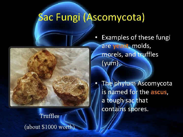 Sac Fungi (Ascomycota) • Examples of these fungi are yeast, molds, morels, and truffles