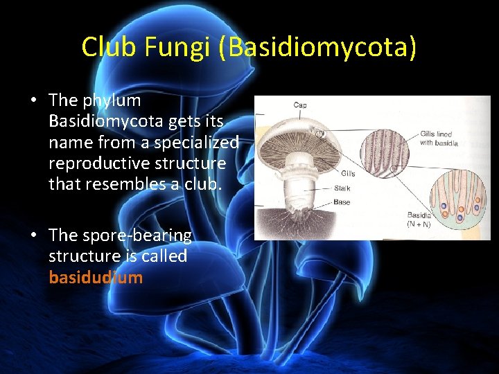 Club Fungi (Basidiomycota) • The phylum Basidiomycota gets its name from a specialized reproductive