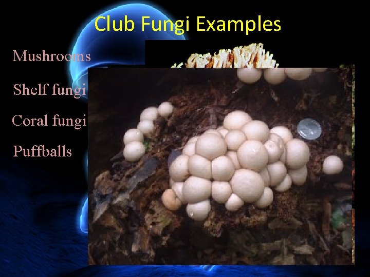 Club Fungi Examples Mushrooms Shelf fungi Coral fungi Puffballs 