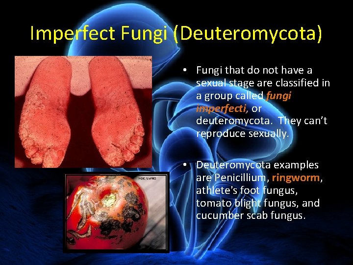 Imperfect Fungi (Deuteromycota) • Fungi that do not have a sexual stage are classified