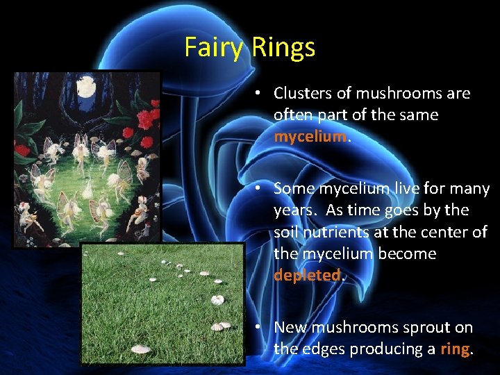 Fairy Rings • Clusters of mushrooms are often part of the same mycelium. • Fairy Rings • Clusters of mushrooms are often part of the same mycelium. •