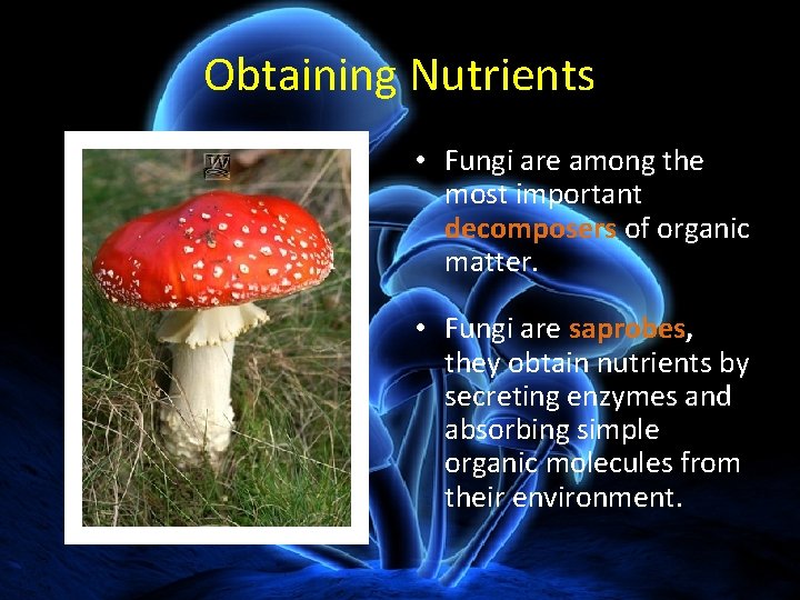 Obtaining Nutrients • Fungi are among the most important decomposers of organic matter. •