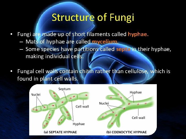 Structure of Fungi • Fungi are made up of short filaments called hyphae. – Structure of Fungi • Fungi are made up of short filaments called hyphae. –
