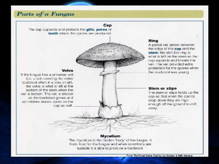 From The Fungi Name Trail by Liz Holden & Kath Hamper From The Fungi Name Trail by Liz Holden & Kath Hamper