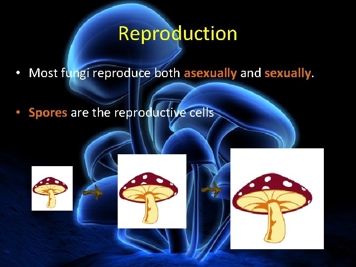 Reproduction • Most fungi reproduce both asexually and sexually. • Spores are the reproductive